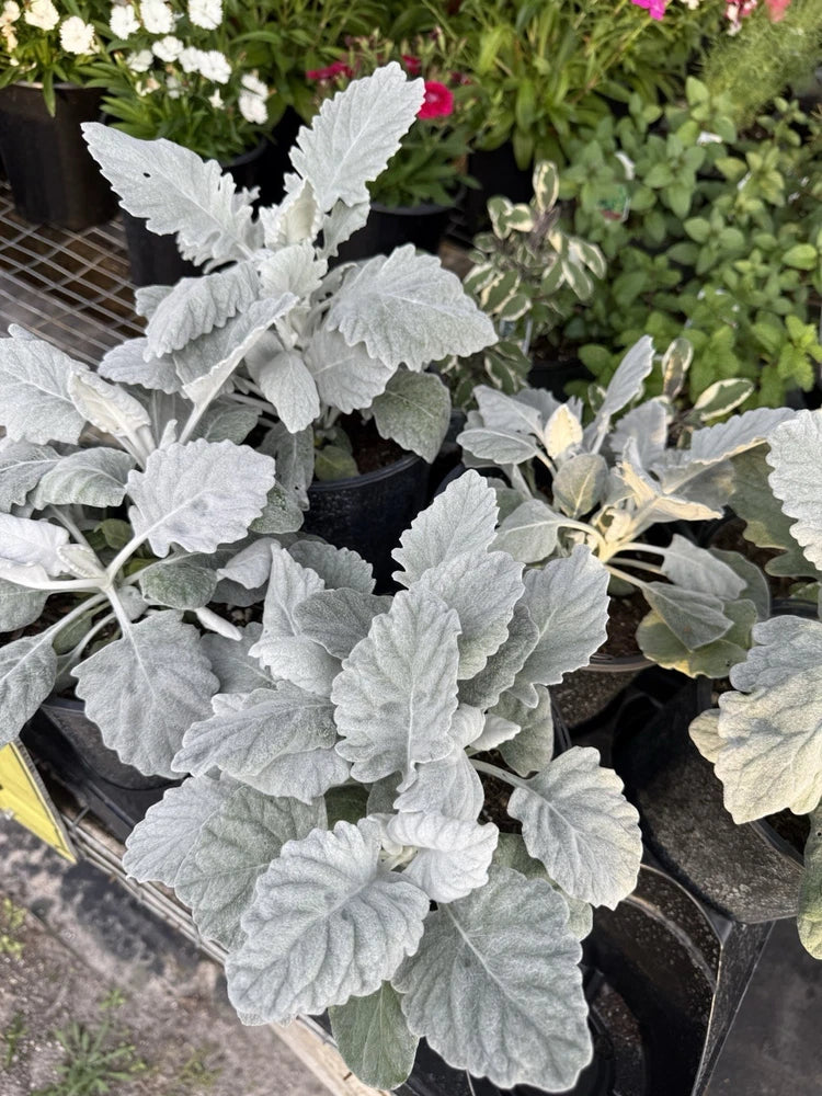 Dusty miller plant with silver-gray, textured leaves in nursery pot