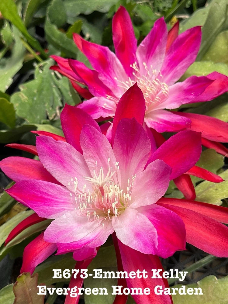 Pink and magenta orchid cactus flower in small starter pot with green foliage