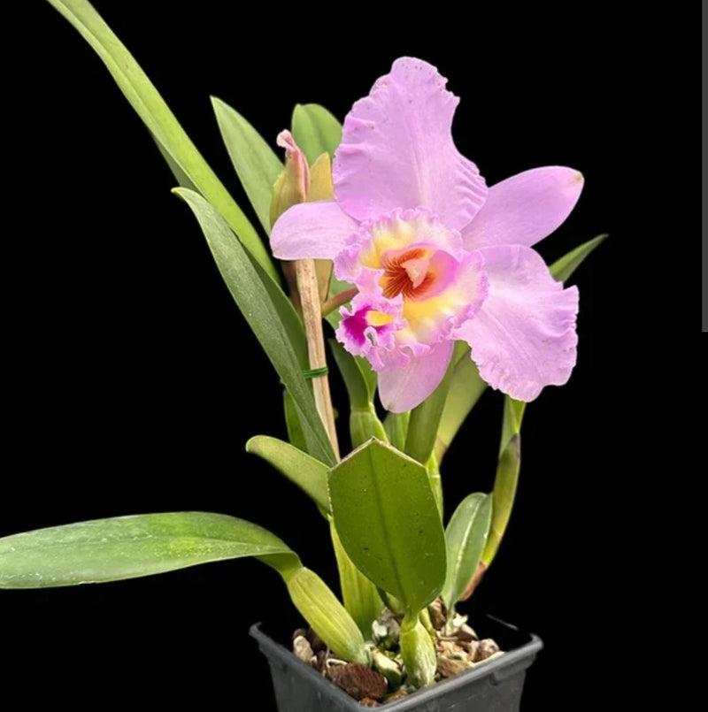 Pink orchid plant in pot with two live blooms and green leaves
