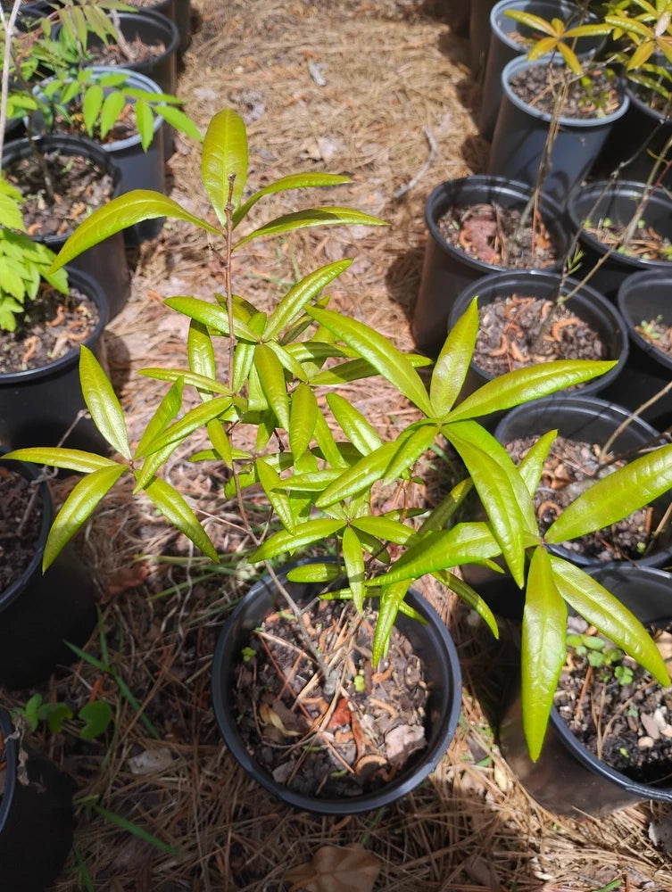 Willow Oak Tree, 1 Gallon Pot. Flowering Plants
