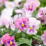 200+ Panola Pink Shades Mix Pansy (Viola) Seeds for Garden - FREE SHIPPING! Garden Plants