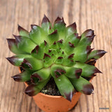 D4324 SEMPERVIVUM ODDITY pot5,5-H4-W8 cm MaMa Cactus Green Plant