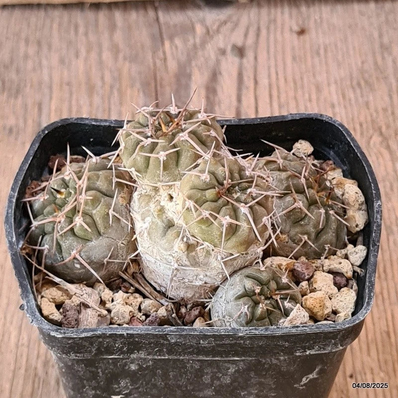 D5730 GYMNOCALYCIUM STELLATUM pot7-H5-W8 cm MaMa Cactus Green Plant
