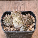 D5730 GYMNOCALYCIUM STELLATUM pot7-H5-W8 cm MaMa Cactus Green Plant