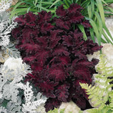25+ Black Dragon Coleus Seeds Ð Bold Foliage Easy to Grow Garden Plant Garden Plants