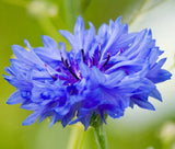 CORNFLOWER BLUE TALL Centaurea Cyanus - 3,000 Bulk Seeds Garden Plants