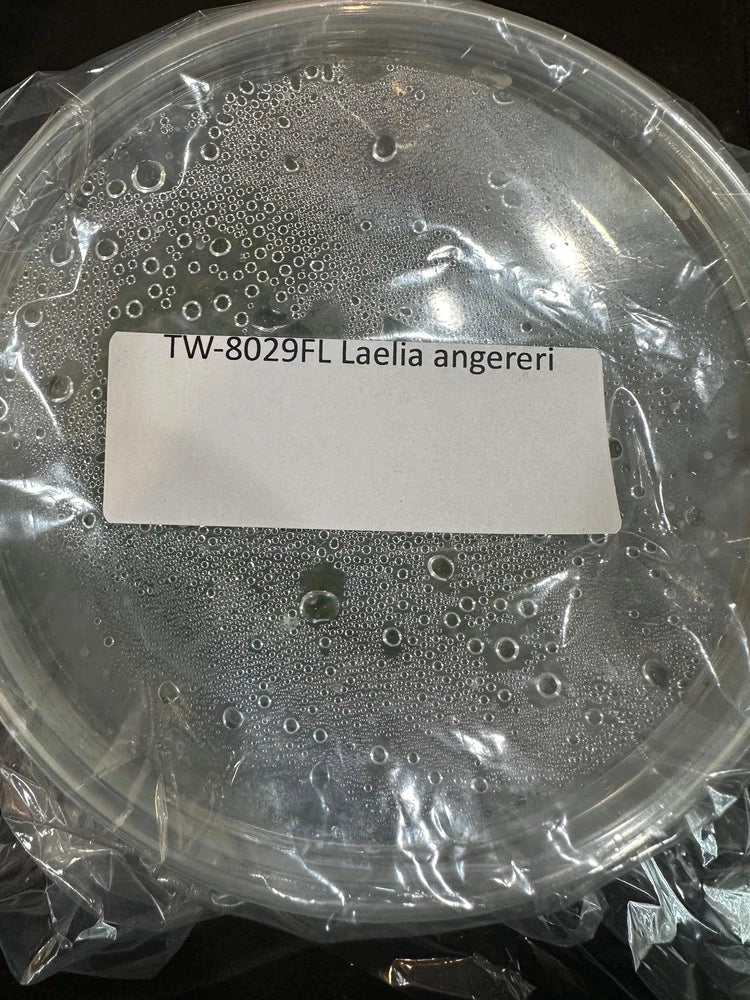 Laelia angereri orchid flask in sealed bag, round container with label