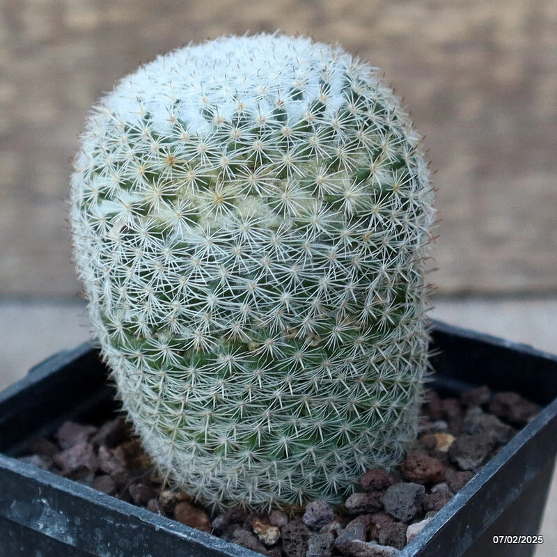 Potted spherical cactus plant with green stems and fine white spines in a soil tray