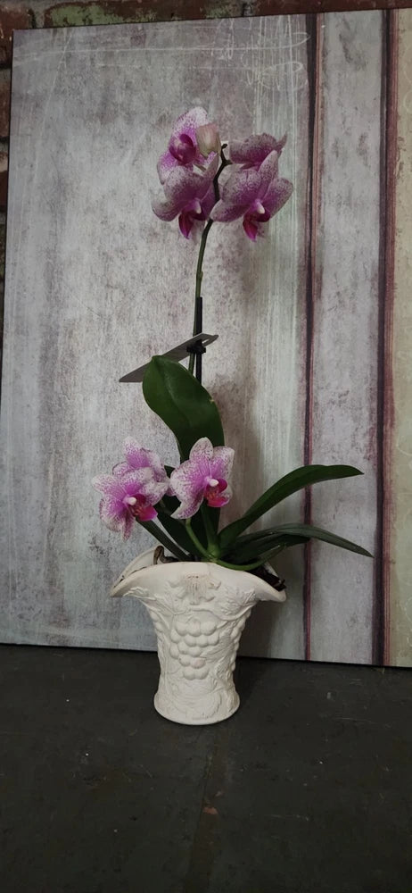 Purple phalaenopsis orchid plant in white textured ceramic pot, tall stems with blooms