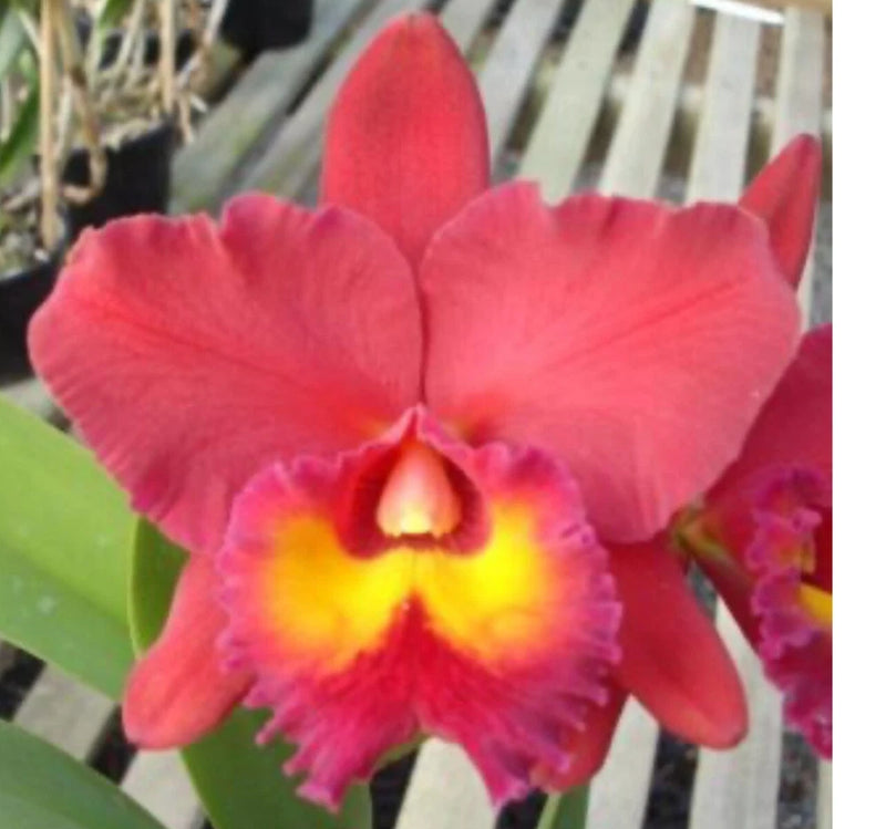 Orchid live Blc. Pumpkin Festival "For Queen" - bare root Orchids