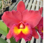 Orchid live Blc. Pumpkin Festival 