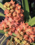 Rhynchostylis gigantea ÔOrangeÕ Foxtail Orchid - seedling Orchids