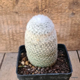D6438 MAMMILLARIA ELEGANS pot10-H11-W7 cm MaMa Cactus Green Plant