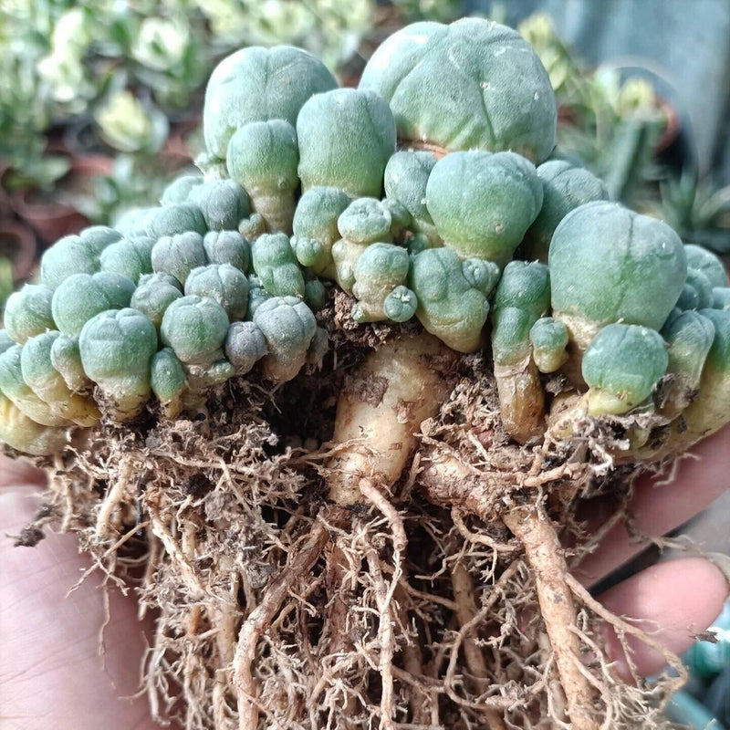 LW Cactus Beautiful Garden Succulent Multi head (RadishRoot) 9-11cm Garden Plants