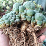 LW Cactus Beautiful Garden Succulent Multi head (RadishRoot) 9-11cm Garden Plants