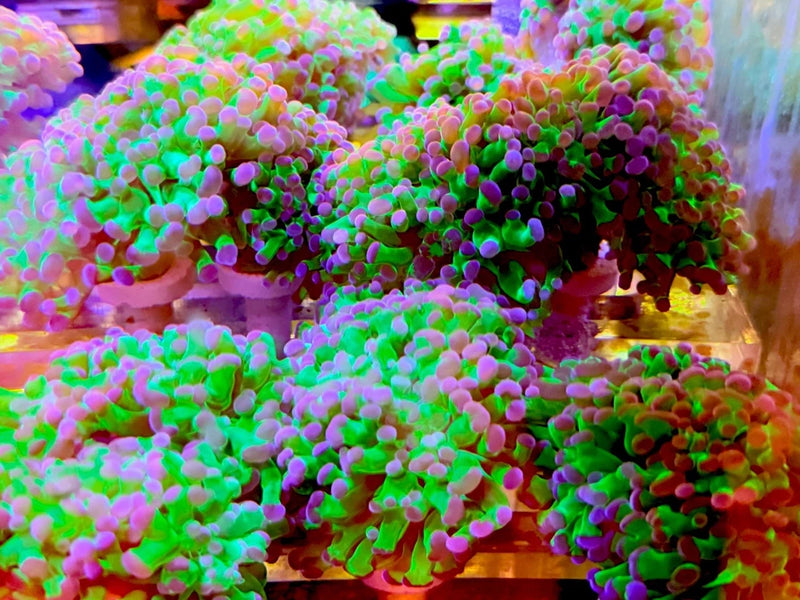 Australian Branch Hammer Coral- PURPLE TOP GREEN STEM Anemone