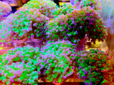 Australian Branch Hammer Coral- PURPLE TOP GREEN STEM Anemone