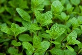 Peppermint Live Edible Aromatic Herb Plant Pack easy care herbs Chocolate mint,to Orchids