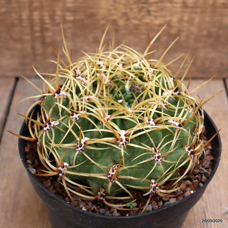Gymnocalycium multiflorum cactus plant in black pot, green with spines