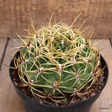 A2203 GYMNOCALYCIUM MULTIFLORUM  pot14-H8-W12 cm MaMa Cactus Green Plant