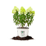 LIMELIGHT HYDRANGEA - Size: 3 Gallon, live plant, includes special blend fert... Hydrangea