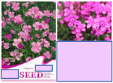 20 SEEDS Cottage Pink Chinese Carnation flower exotic garden plant USA Seller Carnation