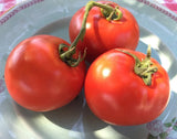 Homestead Tomato, 50 Seeds, Heirloom, NON-GMO, FREE SHIPPING Garden Plants