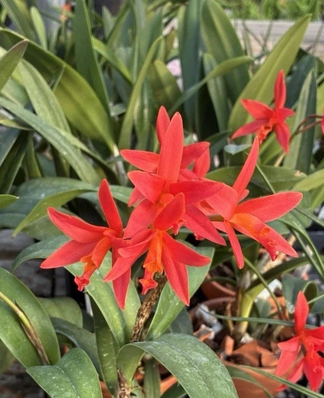 Cattleya orchid with bright red star flowers and glossy green leaves in a pot