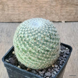 D6401 MAMMILLARIA PERBELLA pot7-H7-W6 cm MaMa Cactus Green Plant