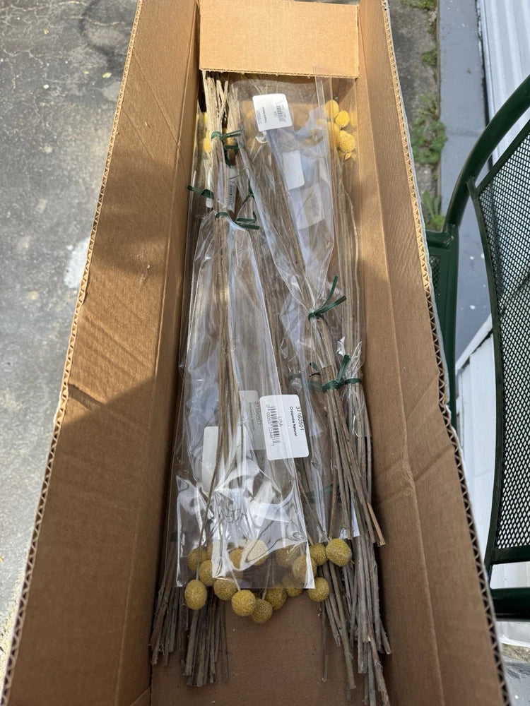 Preserved dried craspedia stems in kraft shipping box