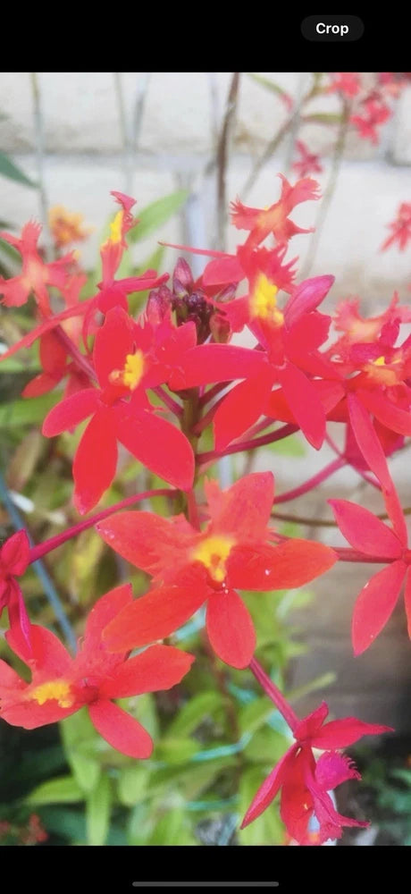 Rooted orchid plant with bright red star-shaped flowers and yellow centers