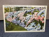 Hydrangeas In Full Bloom Along The Parkway Atlantic City, New Jersey Postcard_ Hydrangea