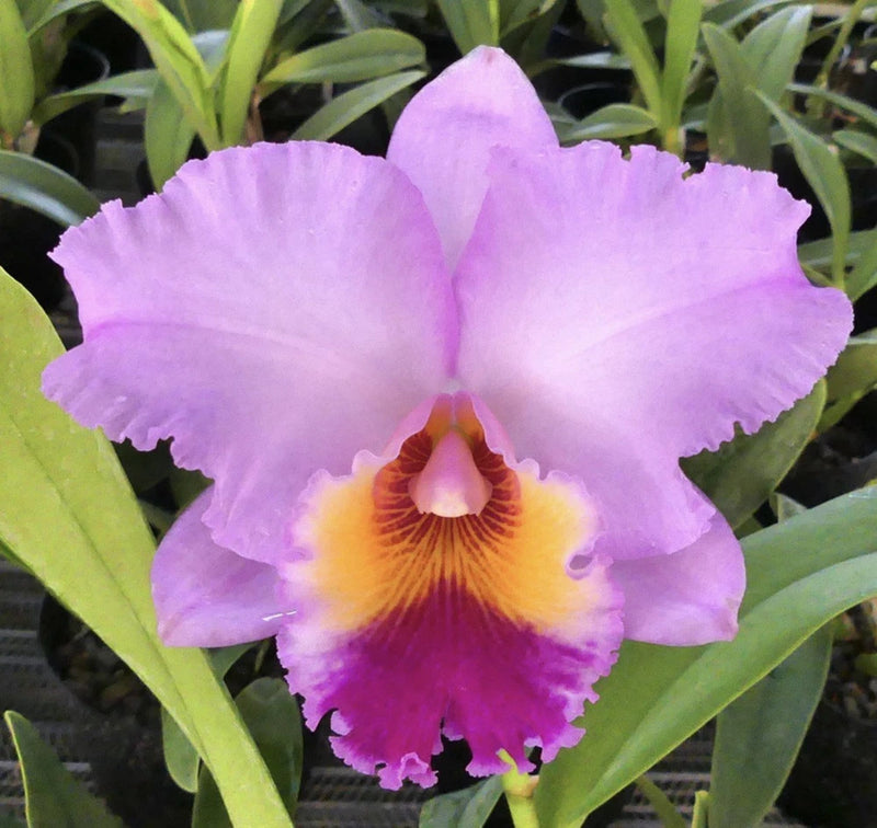 Purple cattleya orchid flower with ruffled petals and orange-yellow center