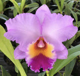 Pot. WilliamsÕs Drumbeat #04 - Cattleya Hybrid - 5Ó Pot - Fragrant - Lg Flowers Orchids