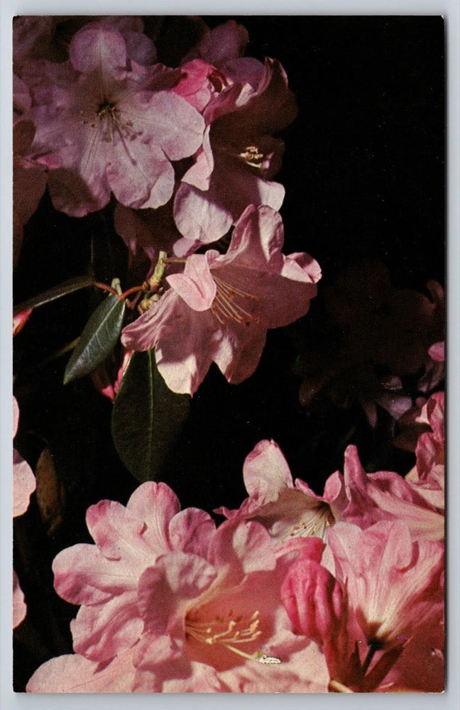 Postcard Flower Petal Pink Flowering Plant Blossom Rhododendron Official BC Flowering Plants
