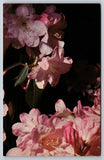 Postcard Flower Petal Pink Flowering Plant Blossom Rhododendron Official BC Flowering Plants