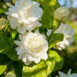 300+ Jasmine Flower Seeds to Plant Outdoors-Arabian Jasmine Seeds -Jasminum S... Flowering Plants