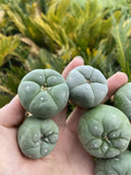 10pcs 3.5-4CM Succulent cactus home potted Garden beautiful Plants seedgrowth Garden Plants