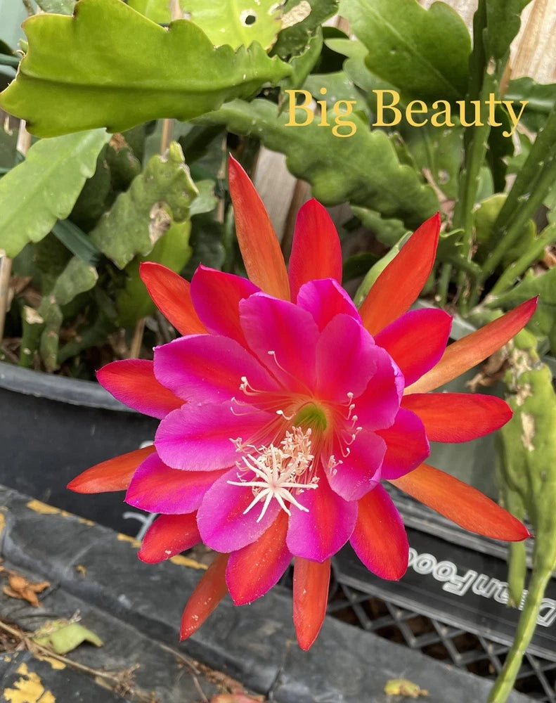 Epiphyllum orchid cactus plant with vivid pink and red flower, green pads in pot
