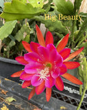 2 BIG BEAUTY Epiphyllum Orchid Cactus Succulents Orchids