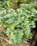 500 ABSINTHE WORMWOOD Common Artemisia Absinthium Green Ginger Herb Flower Seeds Flowering Plants