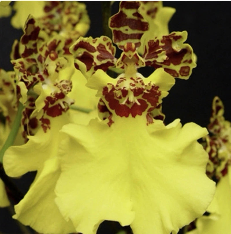 Yellow Oncidium orchid with burgundy-speckled petals and ruffled lip