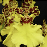 Yellow Oncidium orchid with burgundy-speckled petals and ruffled lip