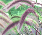 FOUNTAIN GRASS ROSE PINK Pennisetum Ruppelii - 50 Bulk Seeds Pampas Grass