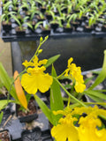 Oncidium Dancing-lady 'Yellow' Blooming Size 4" Pot Orchids