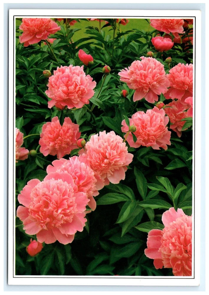 Peony pink state flower postcard with pink peony blooms and green leaves