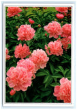 Peony Pink State Flower IN Postcard Peony