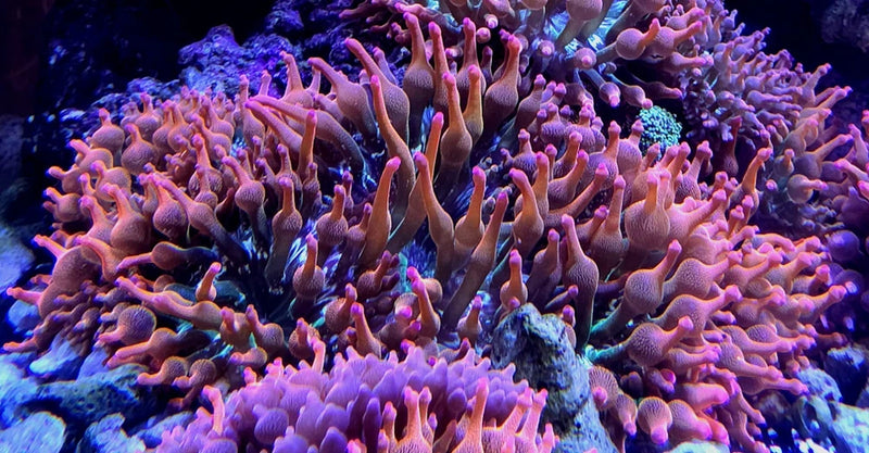Live 4 to 5 inches Rainbow Bubble tip anemone.Coral, Zoa, LPS, SPS. Anemone