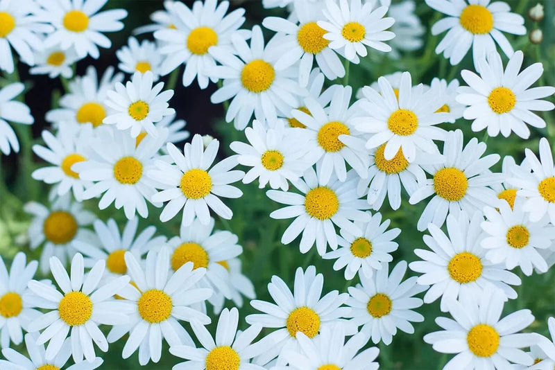 200+ White Marguerite Daisy Seeds for Garden Planting - USA - FREE SHIPPING! Garden Plants