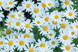 200+ White Marguerite Daisy Seeds for Garden Planting - USA - FREE SHIPPING! Garden Plants